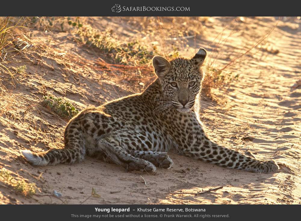 Young leopard in Khutse Game Reserve, Botswana