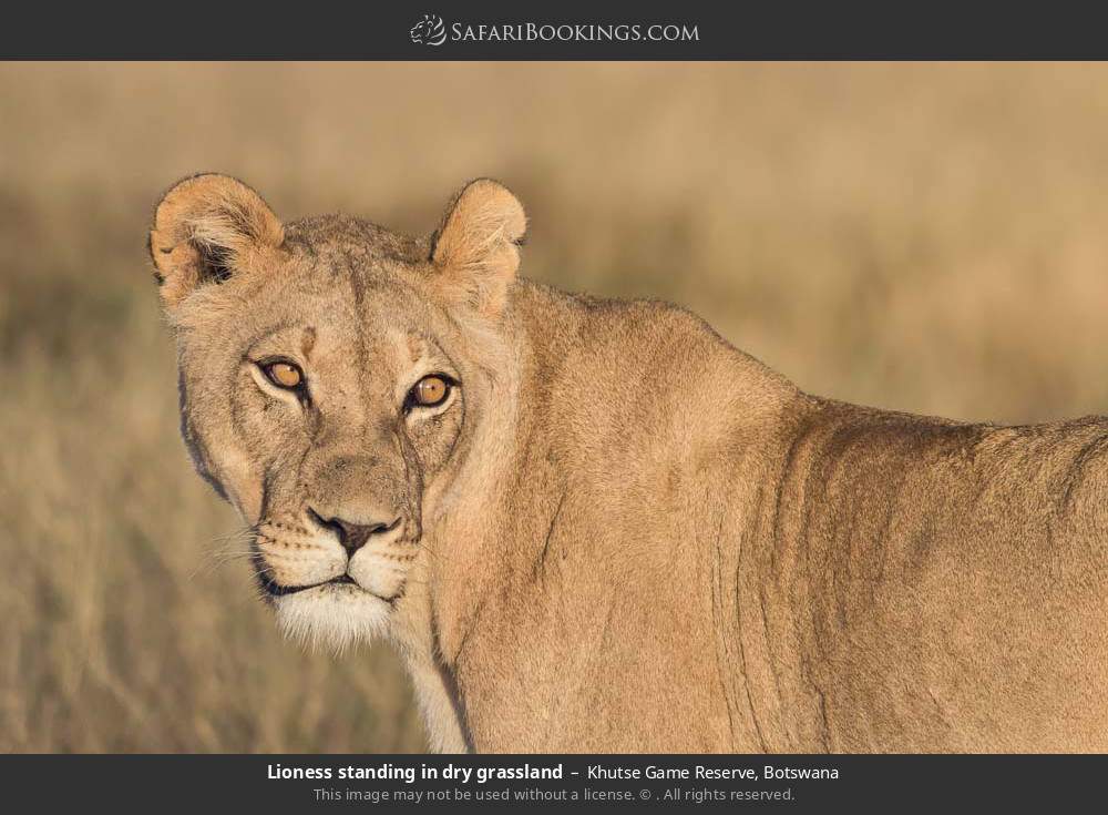 Lioness standing in dry grassland in Khutse Game Reserve, Botswana