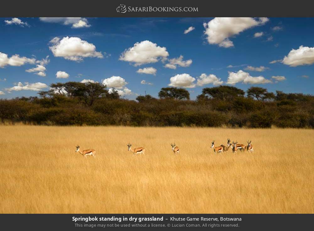 Springboks standing in dry grassland in Khutse Game Reserve, Botswana