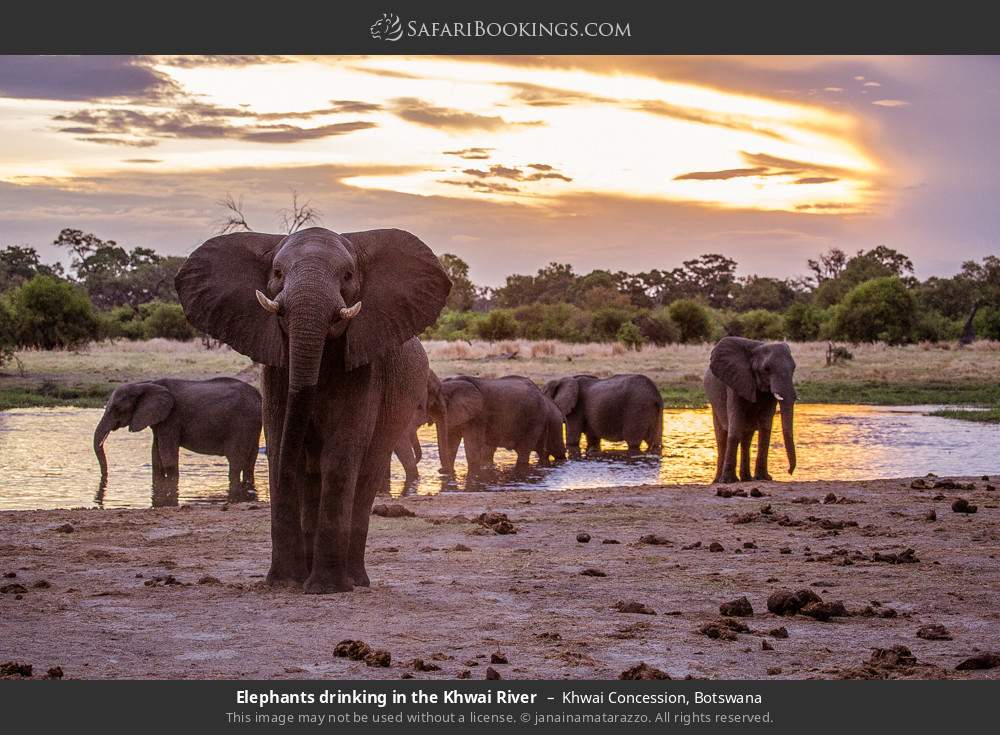 Elephants drinking in the Khwai River in Khwai Concession, Botswana