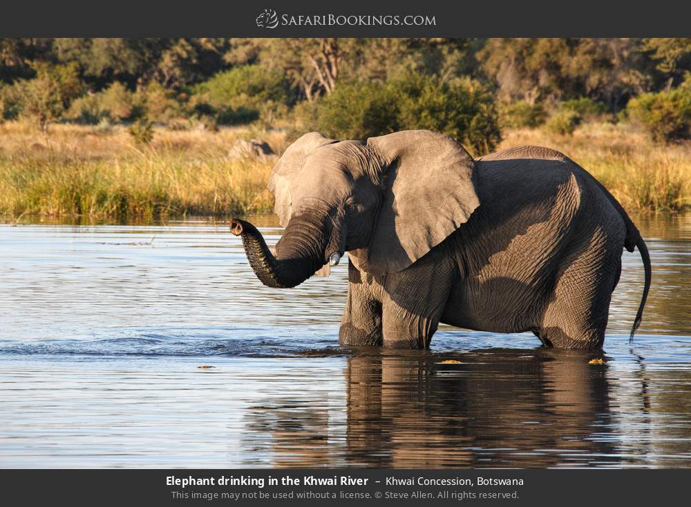 Elephant drinking in the Khwai River in Khwai Concession, Botswana