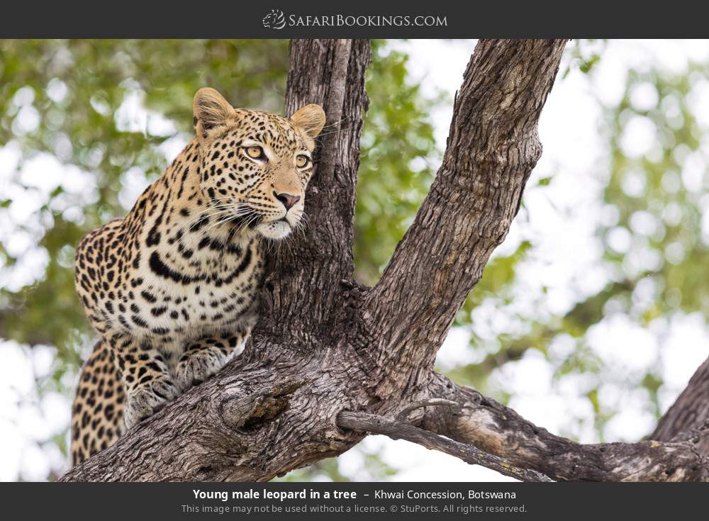 Young male leopard in a tree in Khwai Concession, Botswana