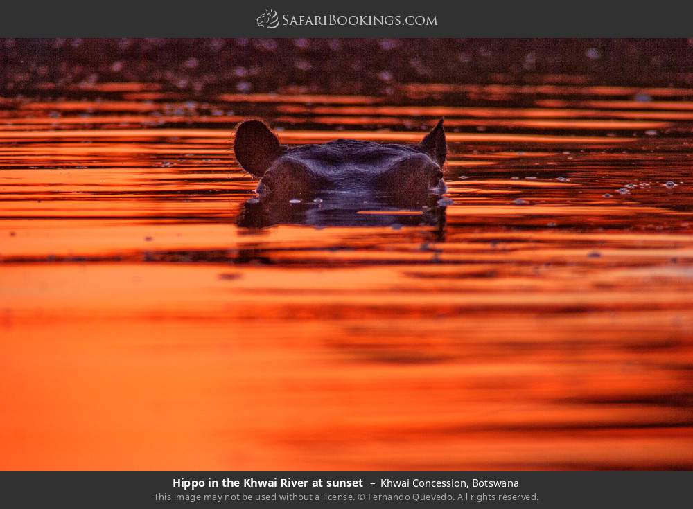 Hippo in the Khwai River at sunset in Khwai Concession, Botswana