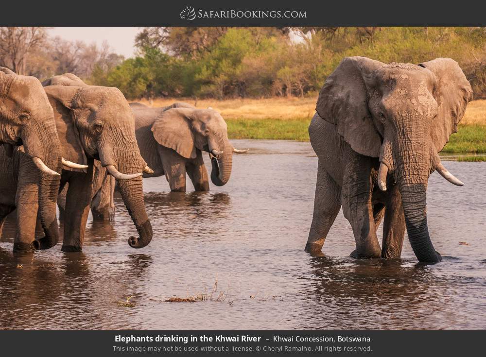 Elephants drinking in the Khwai River in Khwai Concession, Botswana