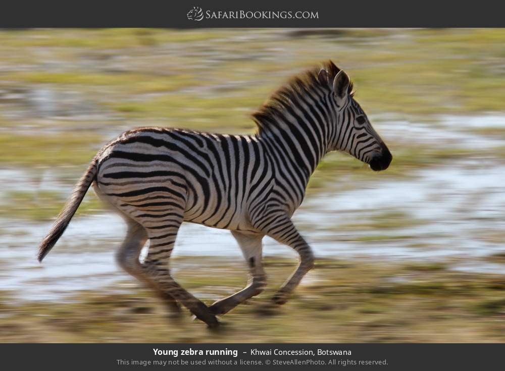 Young zebra running in Khwai Concession, Botswana