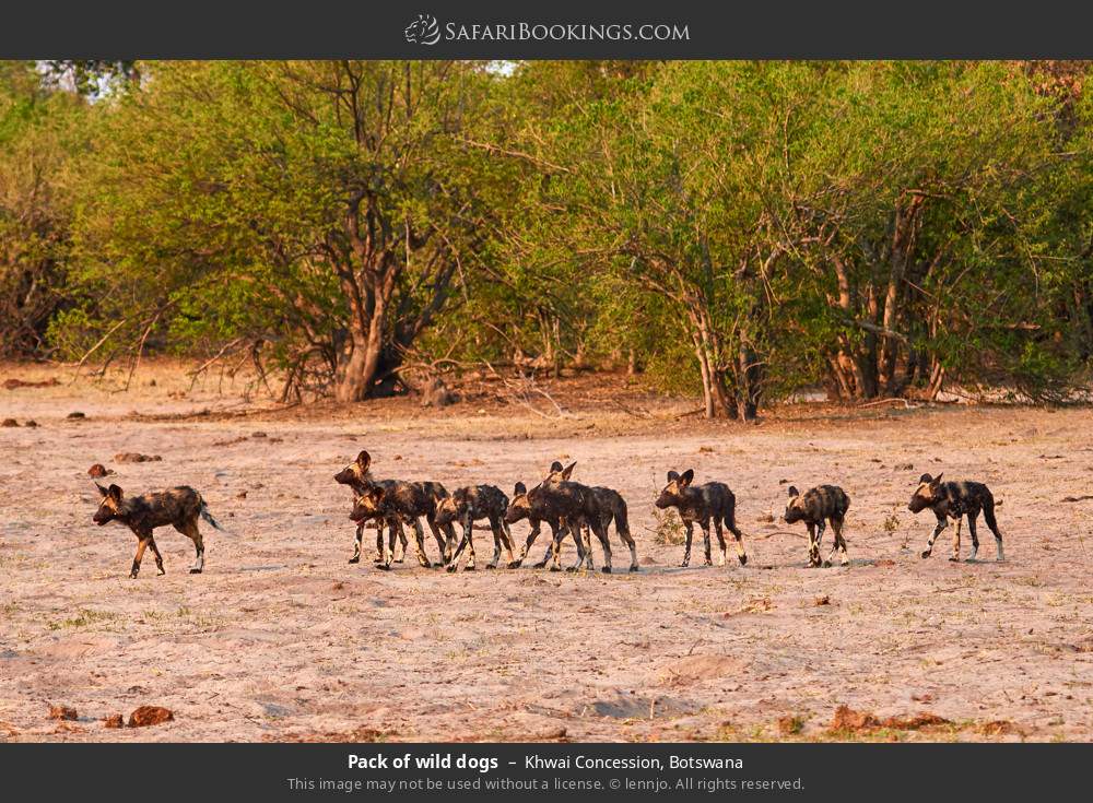 Pack of wild dogs in Khwai Concession, Botswana