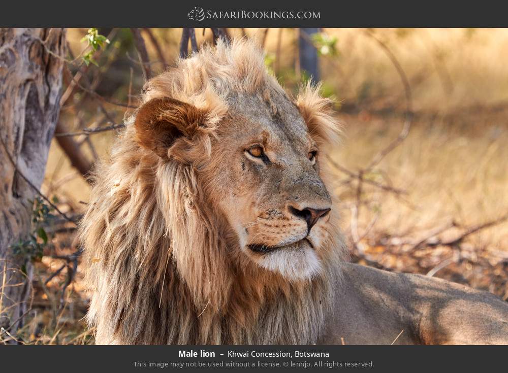 Male lion in Khwai Concession, Botswana