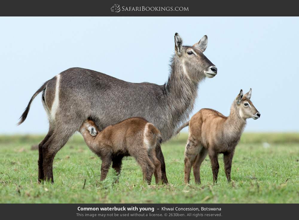 Common waterbuck with young in Khwai Concession, Botswana