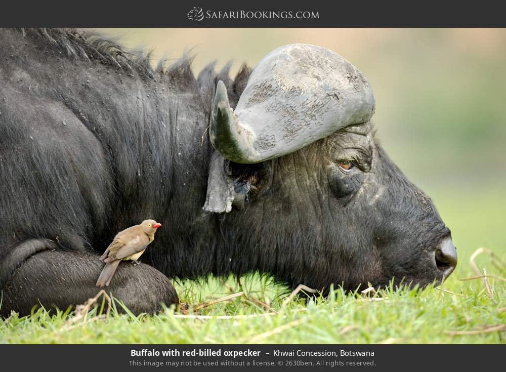 Buffalo with red-billed oxpecker in Khwai Concession, Botswana