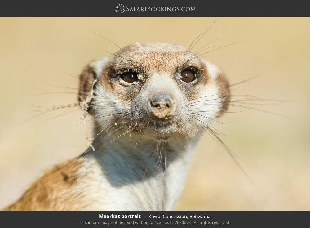 Meerkat portrait in Khwai Concession, Botswana