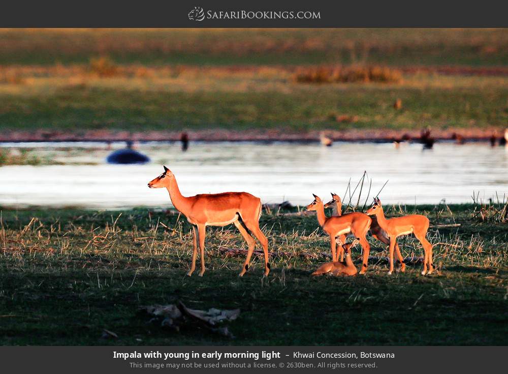 Impala with young in early morning light in Khwai Concession, Botswana