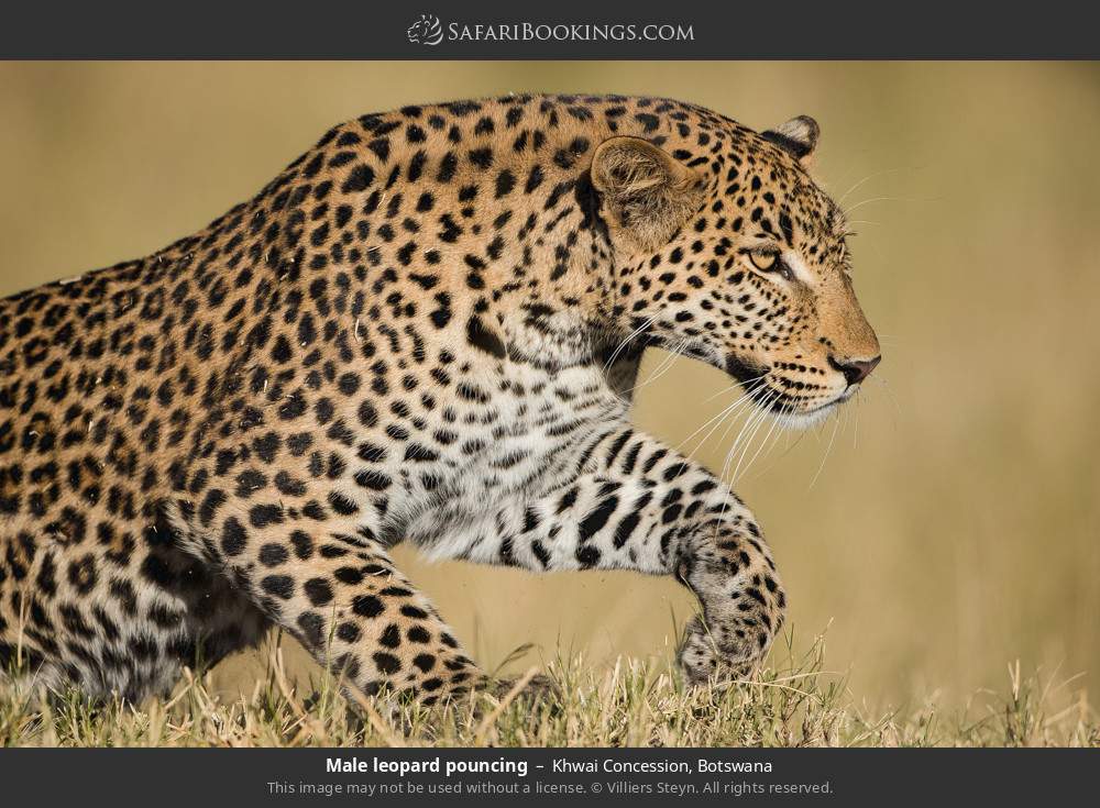 Male leopard pouncing in Khwai Concession, Botswana