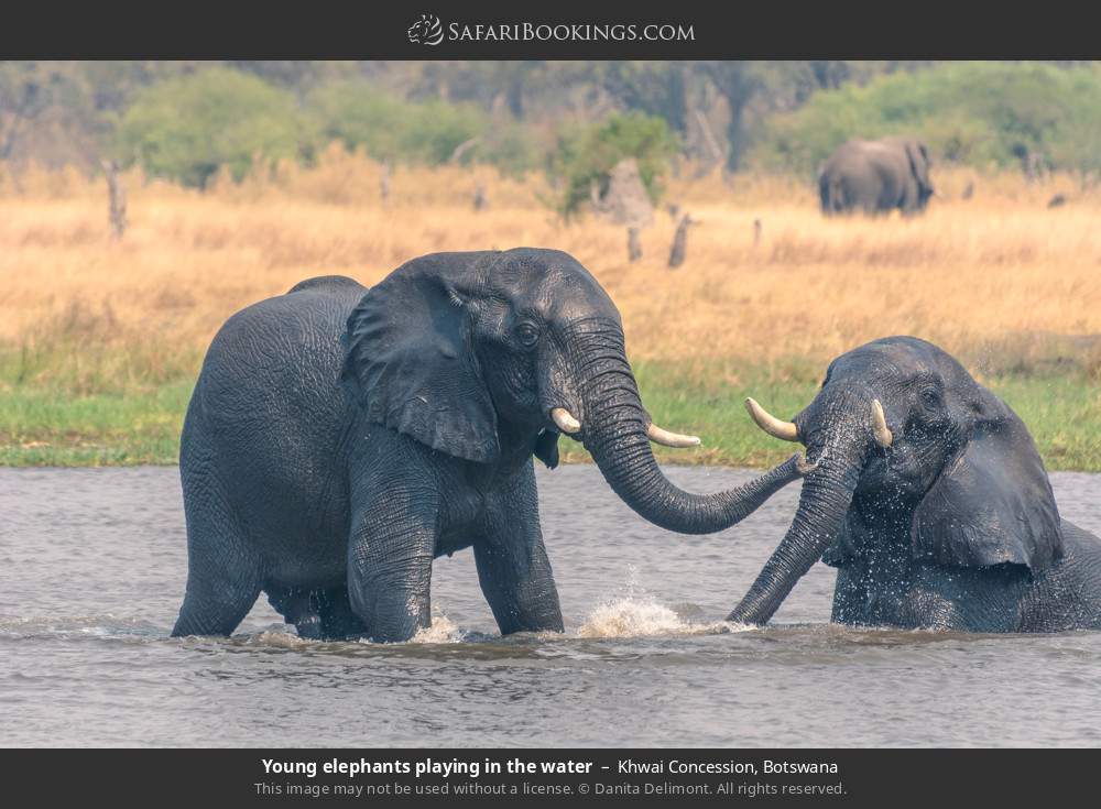 Young elephants playing in the water in Khwai Concession, Botswana