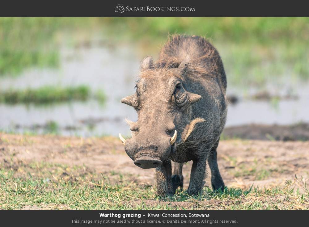 Warthog grazing in Khwai Concession, Botswana