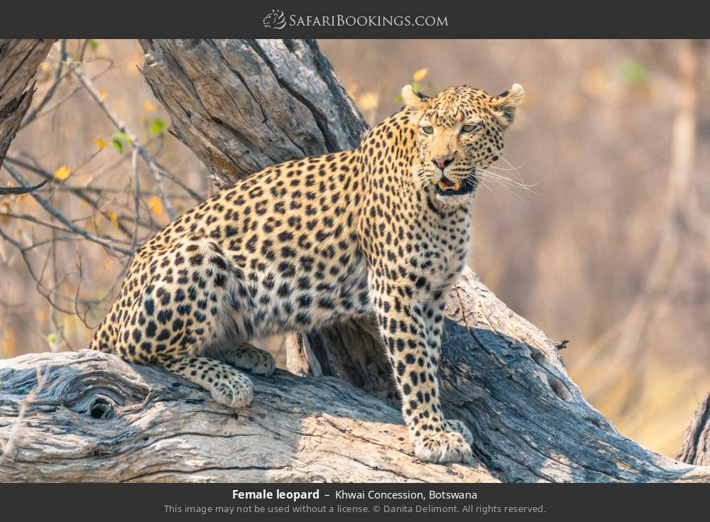 Female leopard in Khwai Concession, Botswana