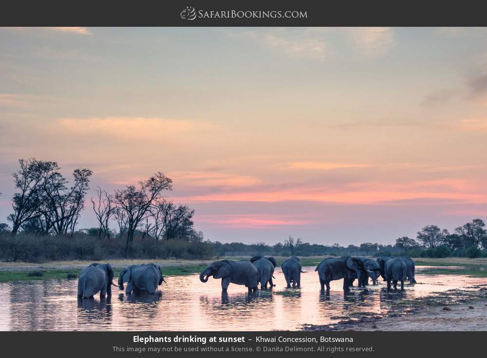 Elephants drinking at sunset in Khwai Concession, Botswana