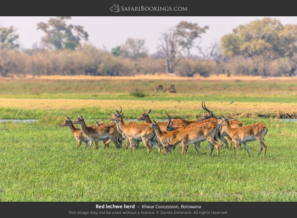 Herd of red lechwes in Khwai Concession, Botswana