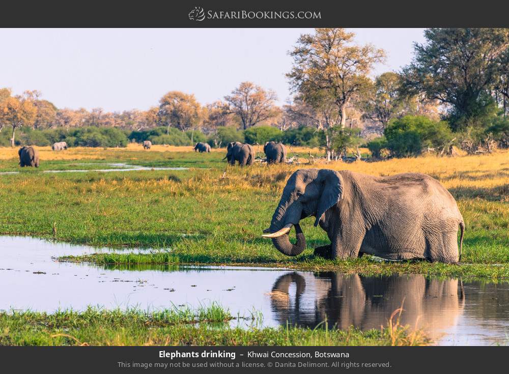 Elephants drinking in Khwai Concession, Botswana