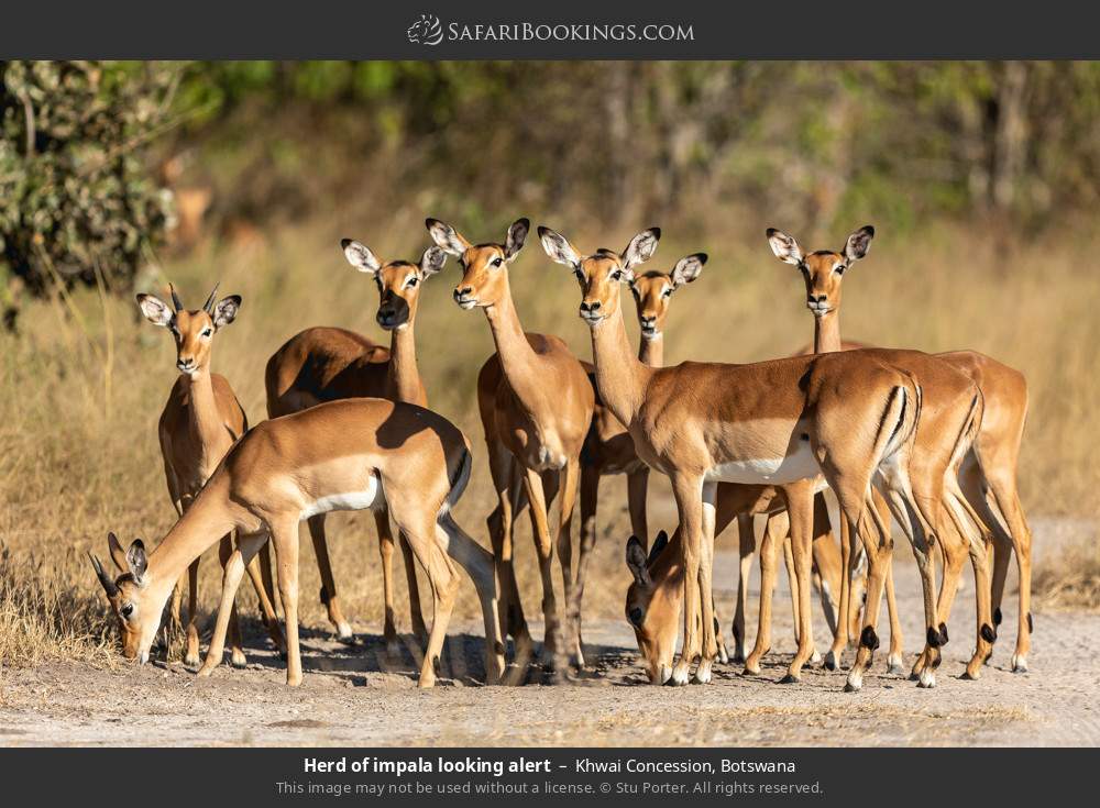 Herd of impalas looking alert in Khwai Concession, Botswana