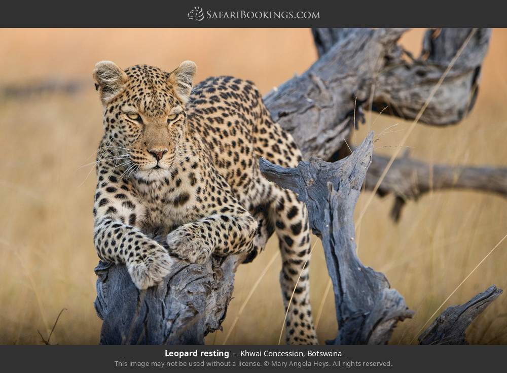 Leopard resting in Khwai Concession, Botswana