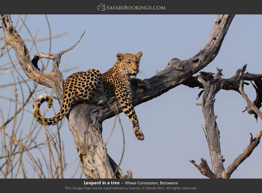 Leopard in a tree in Khwai Concession, Botswana