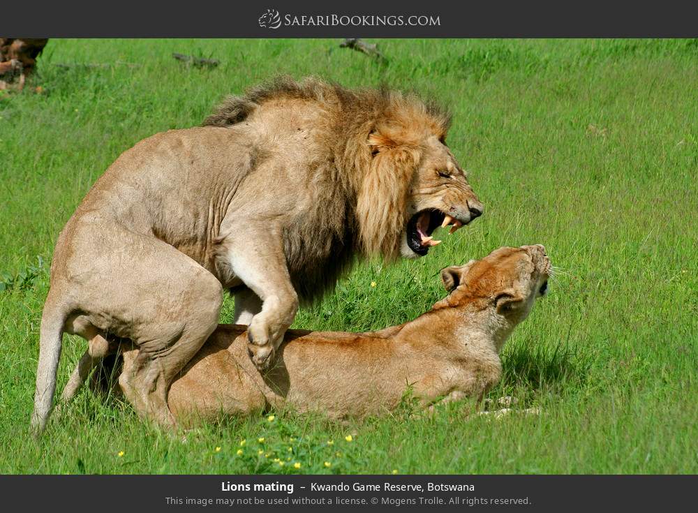 Lions mating in Kwando Game Reserve, Botswana