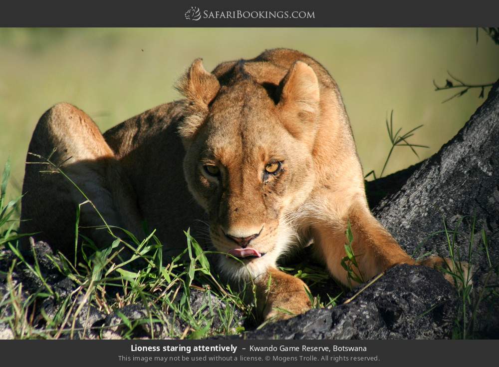 Lioness staring attentively in Kwando Game Reserve, Botswana