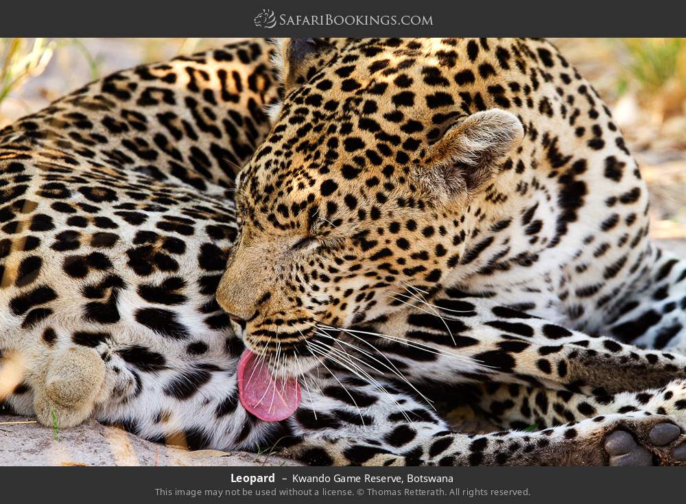 Leopard in Kwando Game Reserve, Botswana
