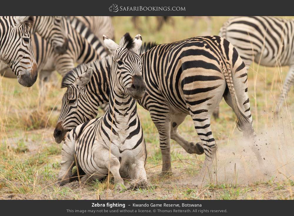 Zebra fighting in Kwando Game Reserve, Botswana
