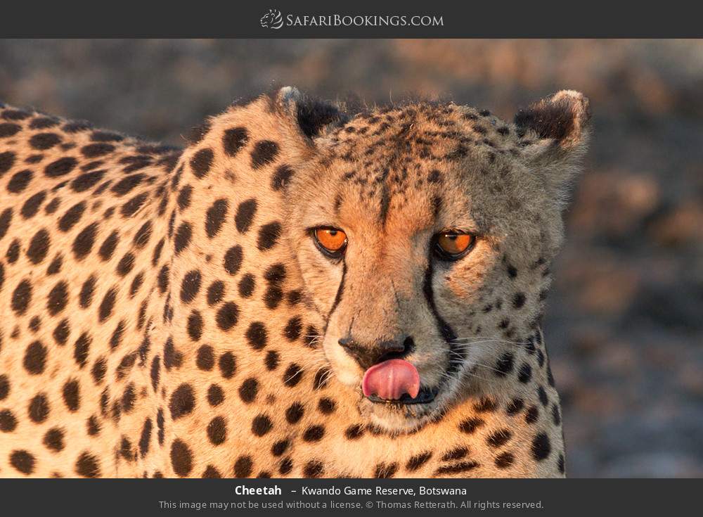 Cheetah  in Kwando Game Reserve, Botswana