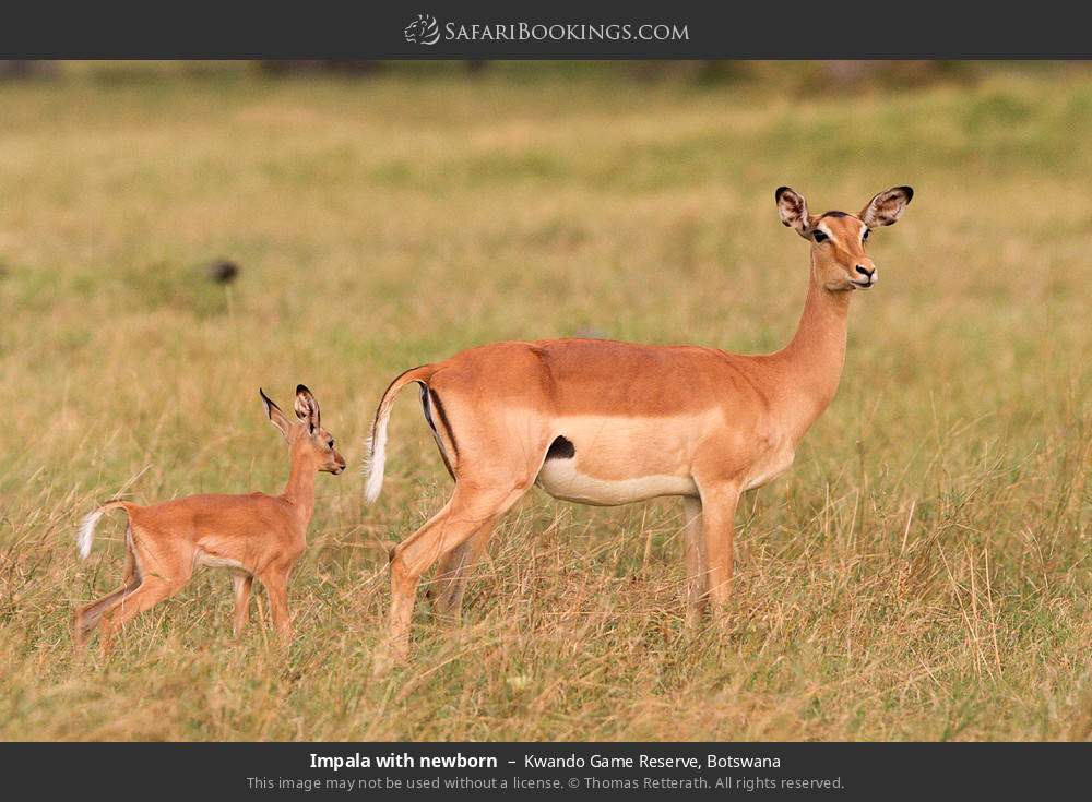 Impala with newborn in Kwando Concession, Botswana