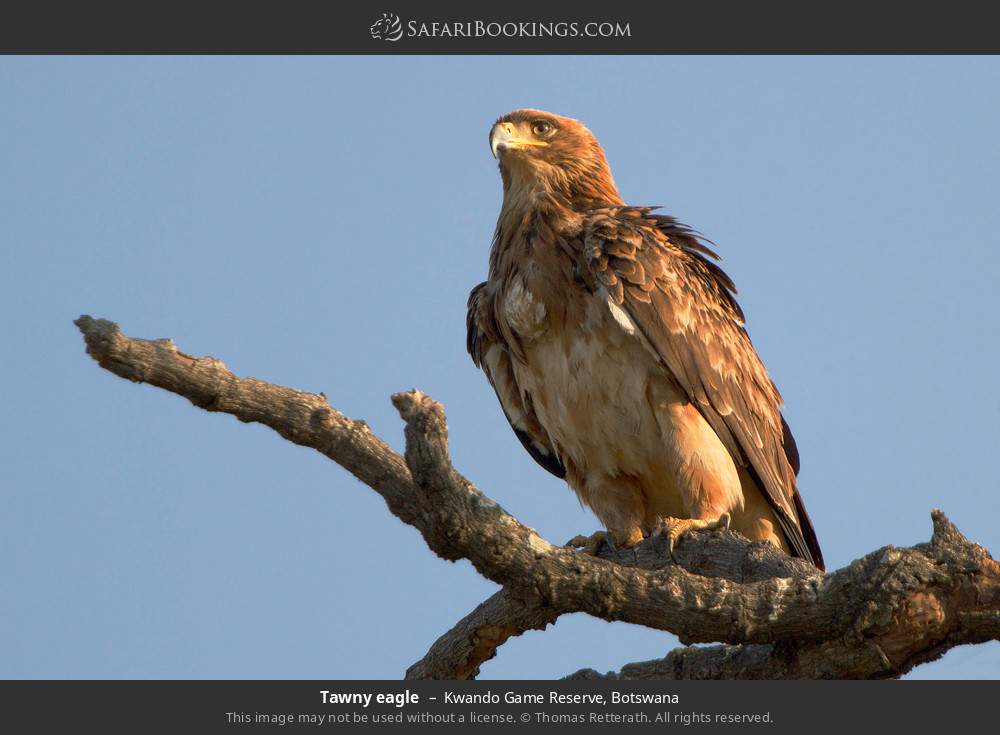 Tawny eagle in Kwando Game Reserve, Botswana