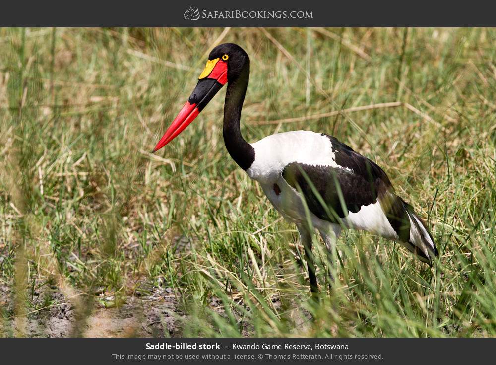 Saddle-billed stork in Kwando Game Reserve, Botswana