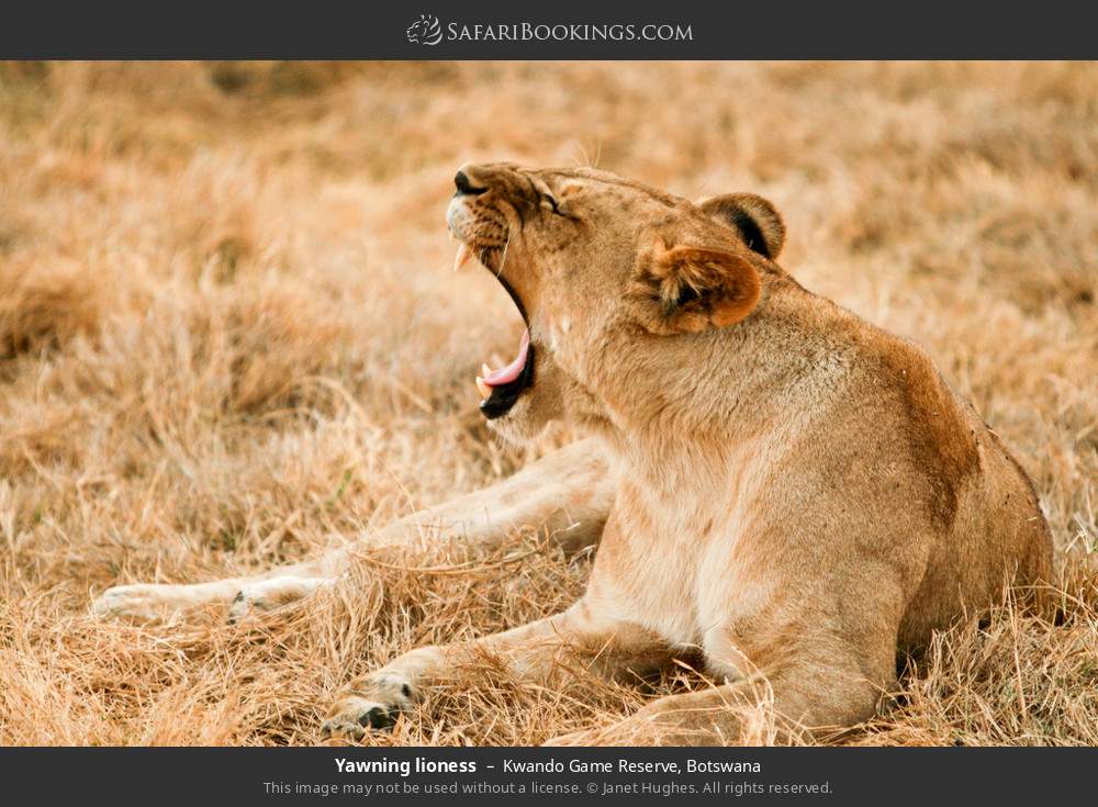 Yawning lioness in Kwando Game Reserve, Botswana