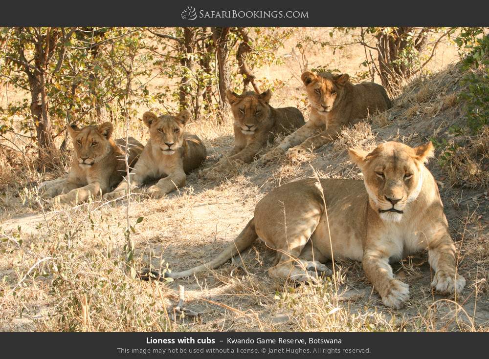 Lioness with cubs in Kwando Game Reserve, Botswana