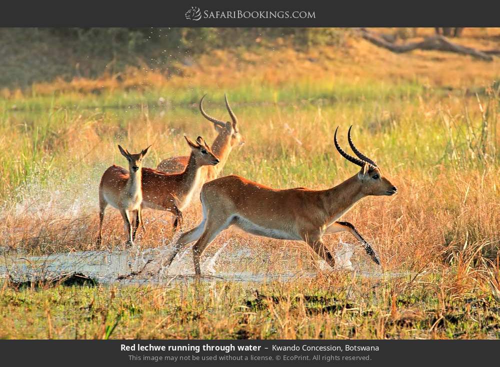 Red lechwes running through water in Kwando Concession, Botswana