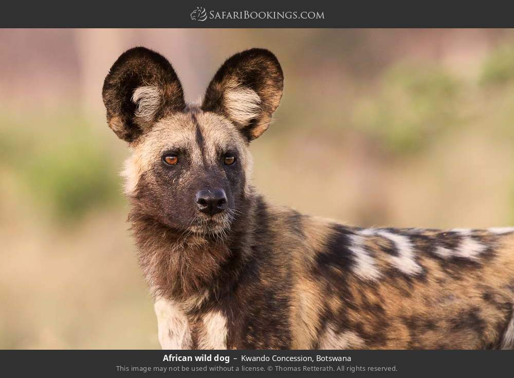 African wild dog in Kwando Concession, Botswana