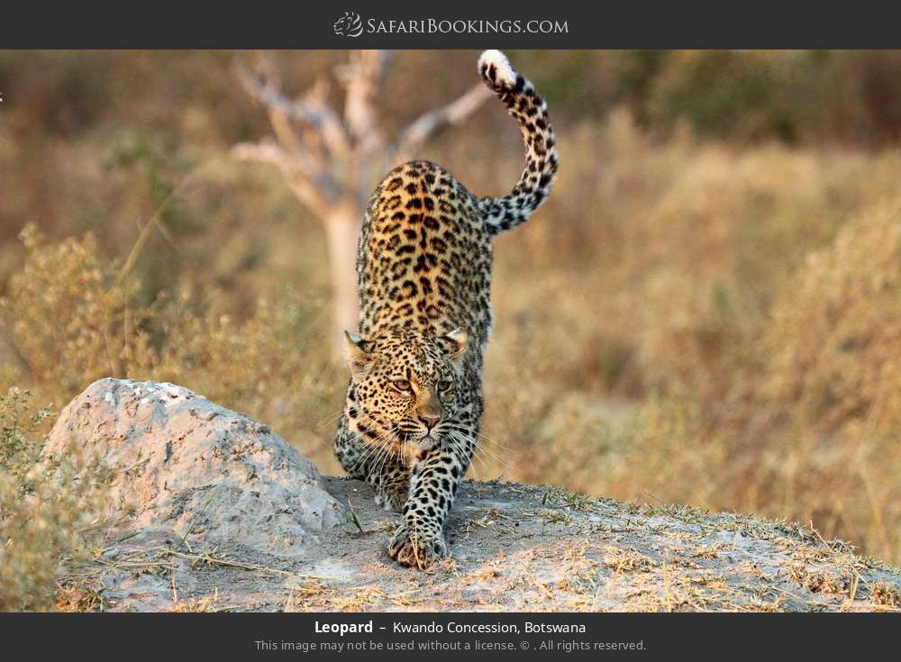 Leopard in Kwando Concession, Botswana