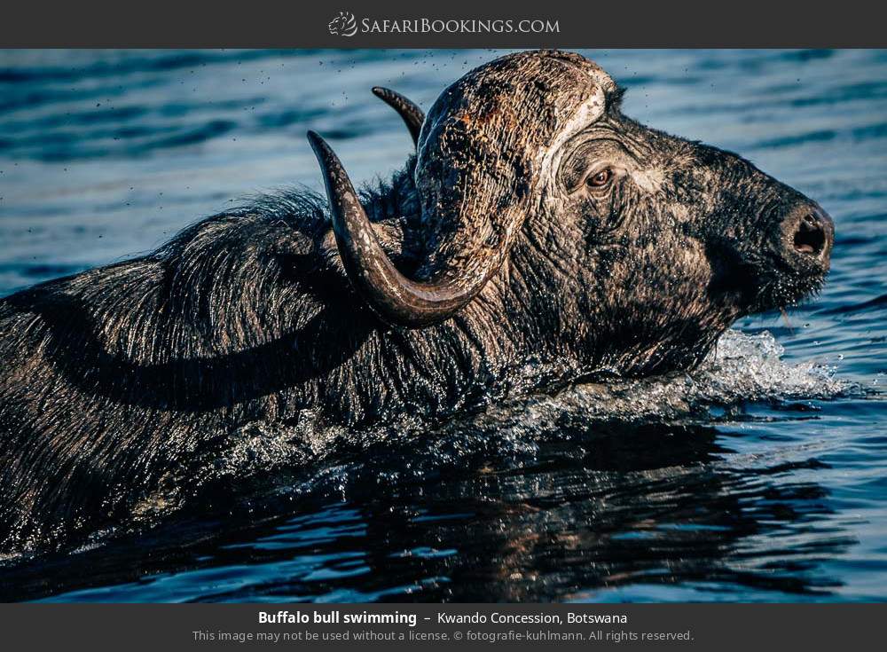 Buffalo bull swimming in Kwando Concession, Botswana