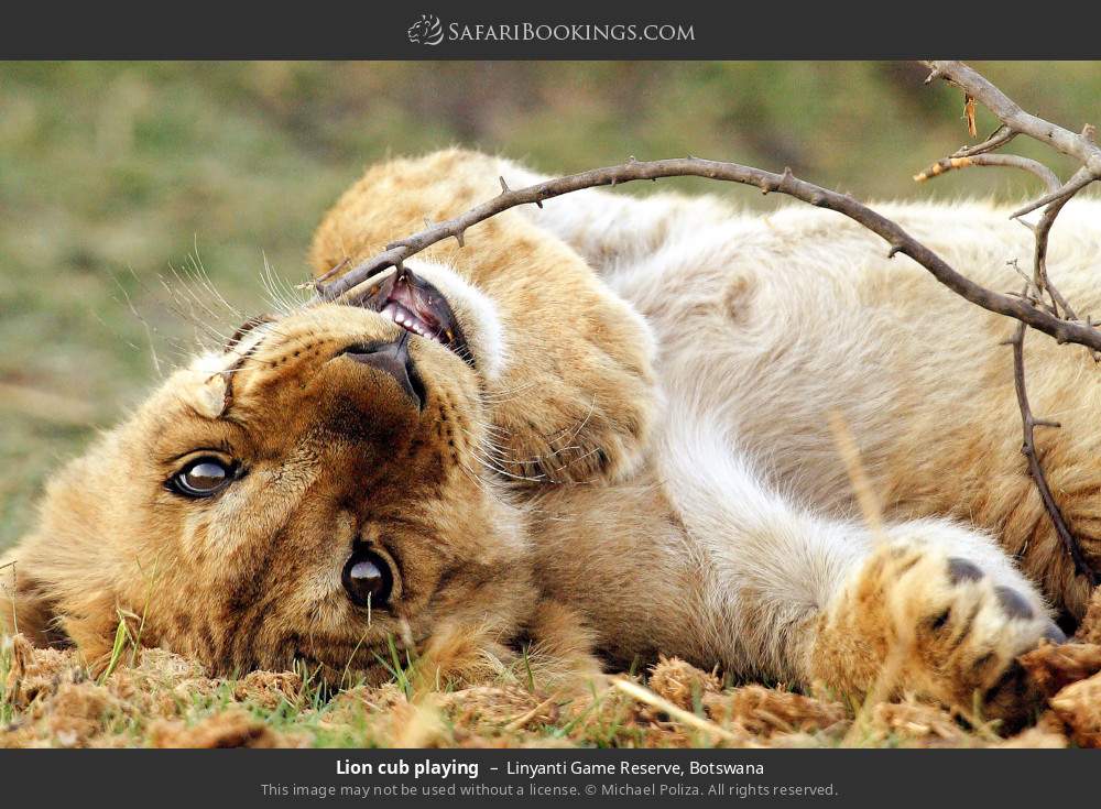 Lion cub playing in Linyanti Game Reserve, Botswana
