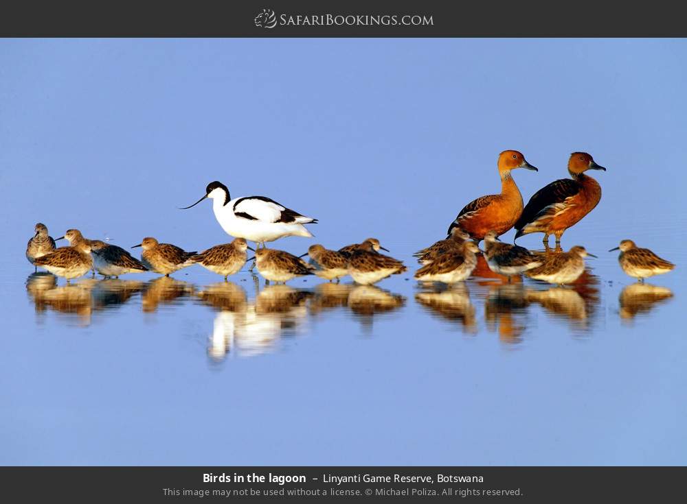 Birds in the lagoon in Linyanti Game Reserve, Botswana
