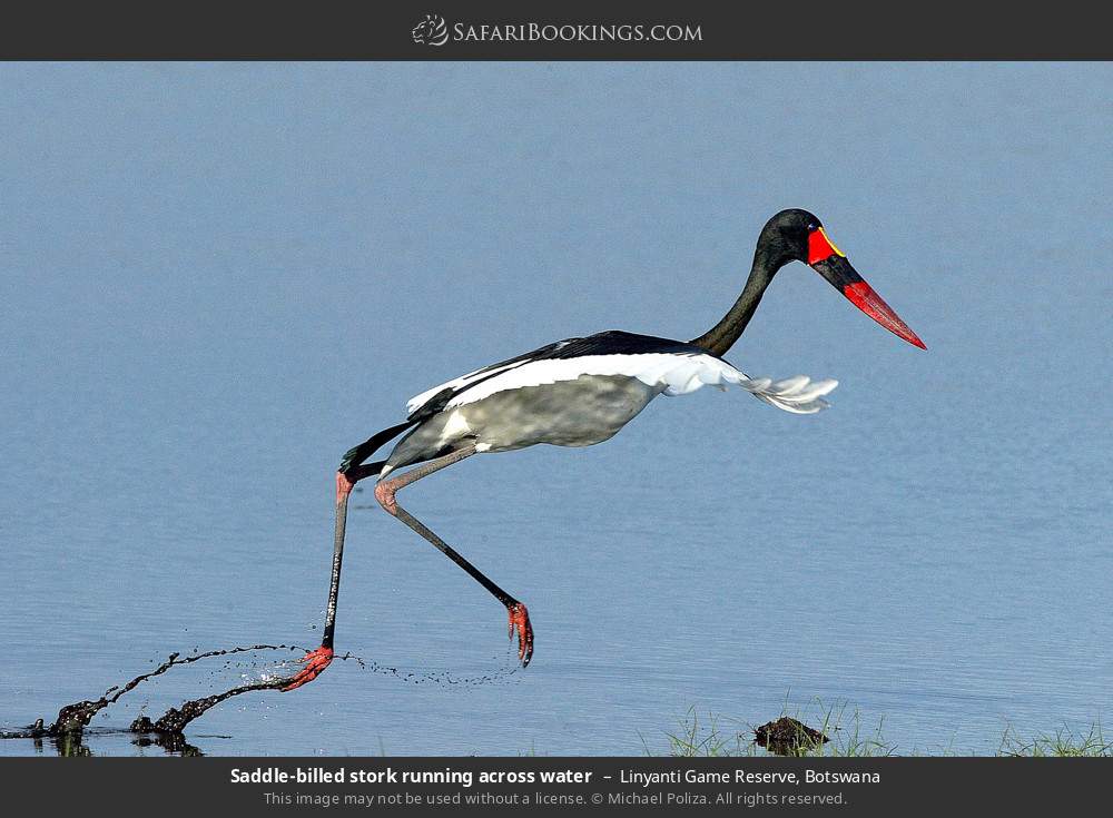 Saddle-billed stork running across water in Linyanti Game Reserve, Botswana