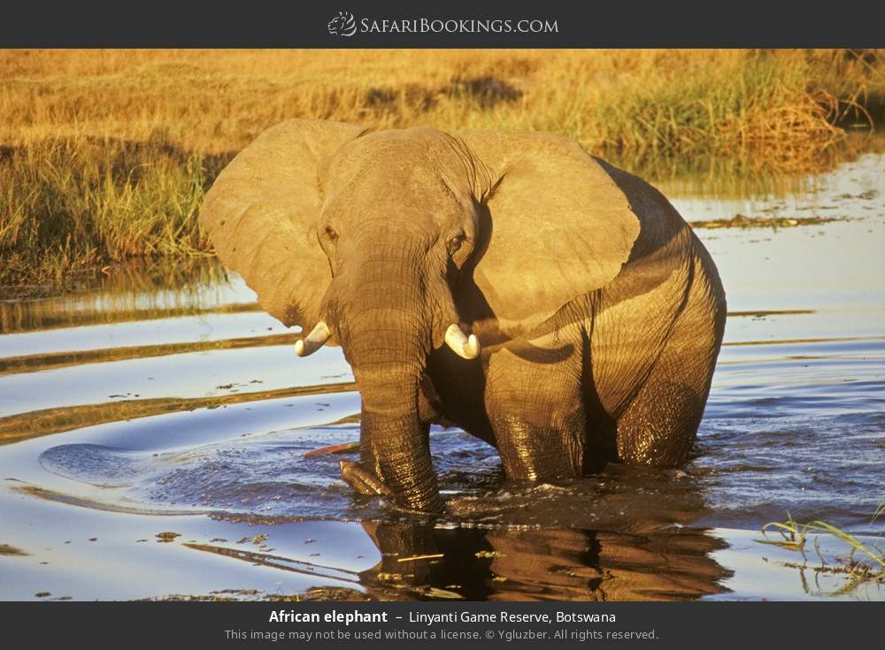 African elephant in Linyanti Concession, Botswana