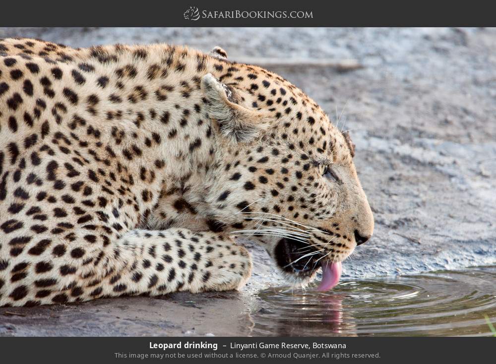 Leopard drinking in Linyanti Game Reserve, Botswana