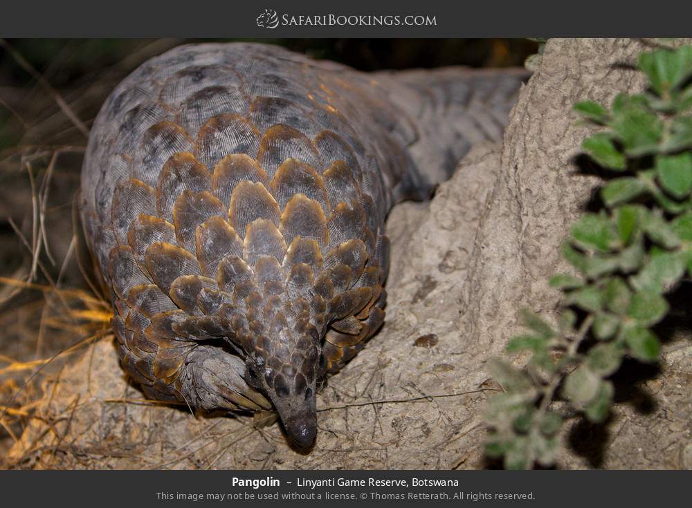 Pangolin in Linyanti Concession, Botswana