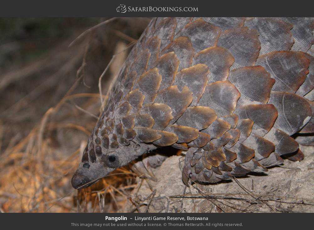 Pangolin in Linyanti Concession, Botswana