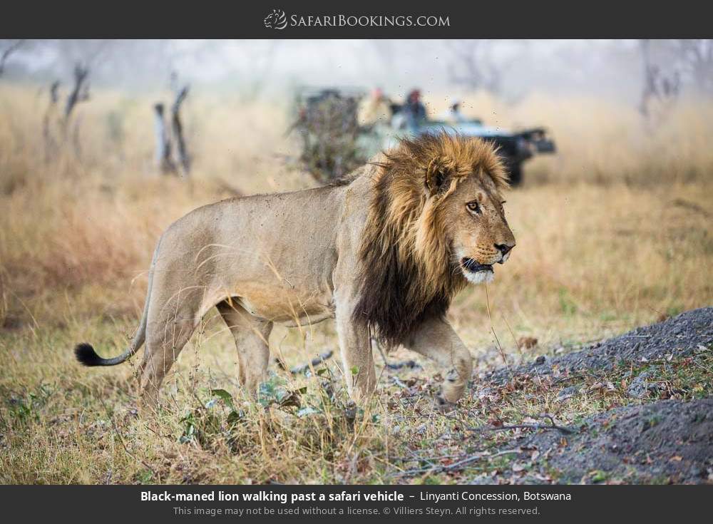 Black-maned lion walking past a safari vehicle in Linyanti Concession, Botswana