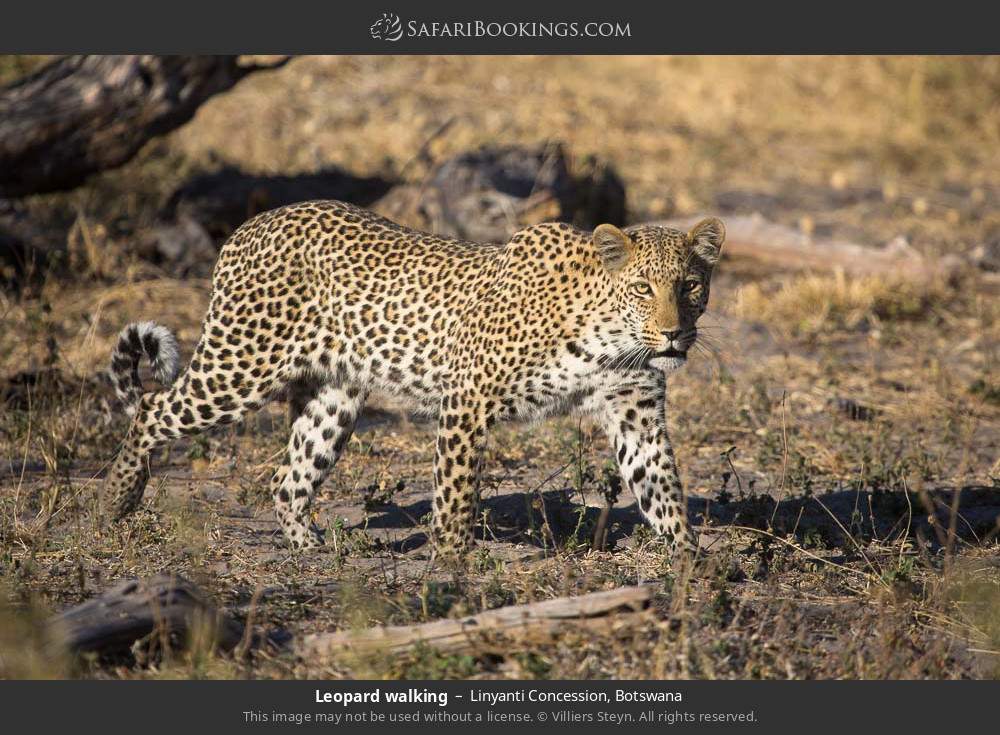 Leopard walking in Linyanti Concession, Botswana