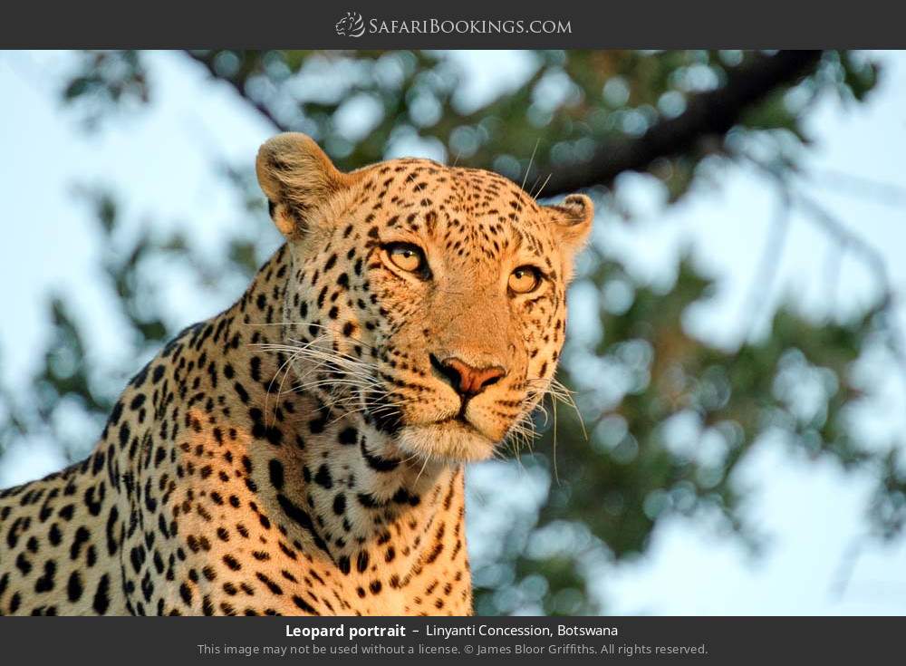 Leopard portrait in Linyanti Concession, Botswana