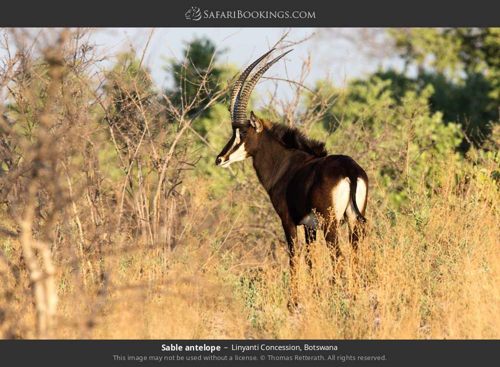 Sable antelope in Linyanti Concession, Botswana